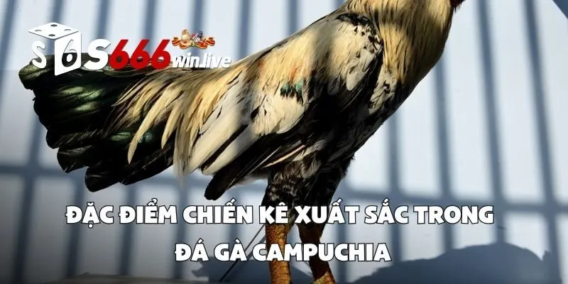 Đặc Điểm Chiến Kê Xuất Sắc Trong Đá Gà Campuchia